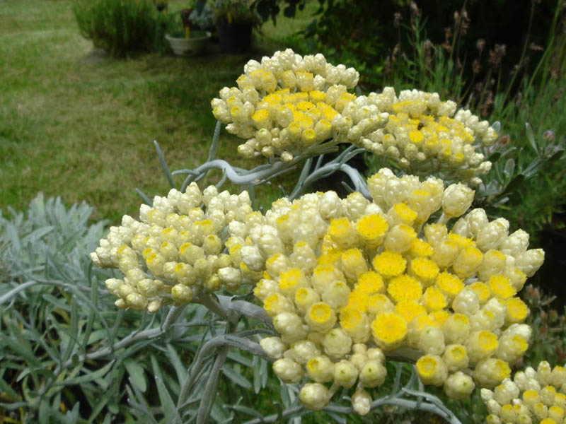Helichrysum orientale 10